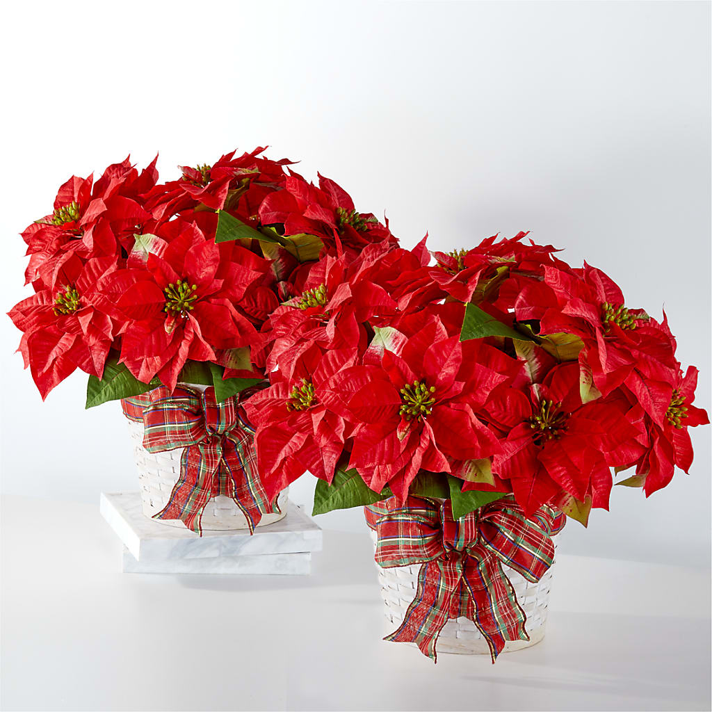 Happiest Holidays Poinsettia Bundle – FLOWERS & GIFTS BY ROBERTS, Pinetops NC