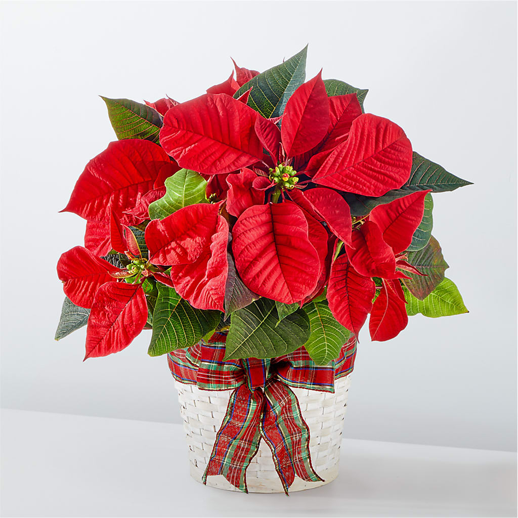 Happiest Holidays Poinsettia – FLOWERS & GIFTS BY ROBERTS, Pinetops NC