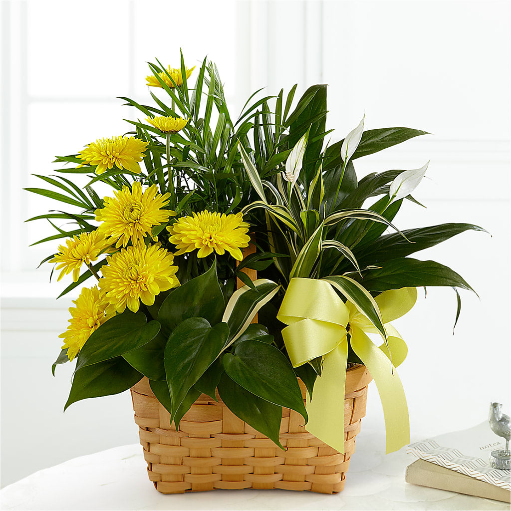 Loving Light Dishgarden – FLOWERS & GIFTS BY ROBERTS, Pinetops NC