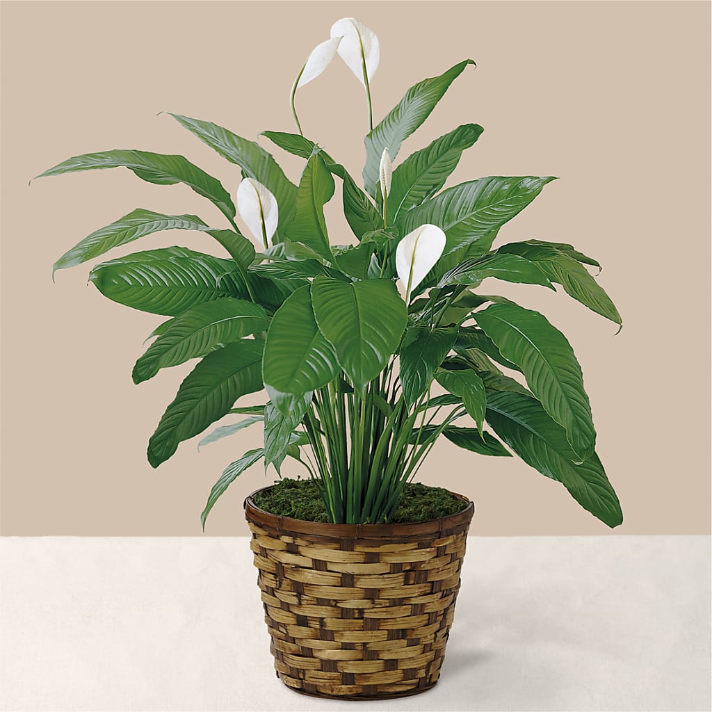 Tranquil Moments Peace Lily Plant – FLOWERS & GIFTS BY ROBERTS, Pinetops NC