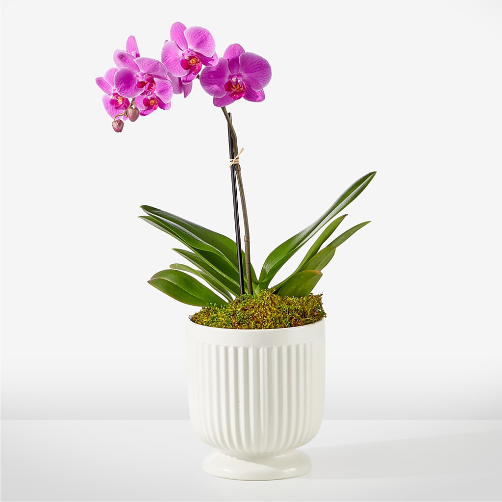 Friendly Fuchsia Orchid – FLOWERS & GIFTS BY ROBERTS, Pinetops NC