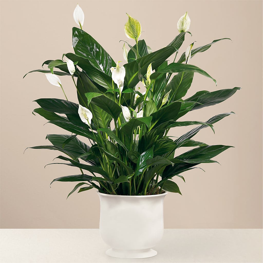 Comfort Planter – FLOWERS & GIFTS BY ROBERTS, Pinetops NC