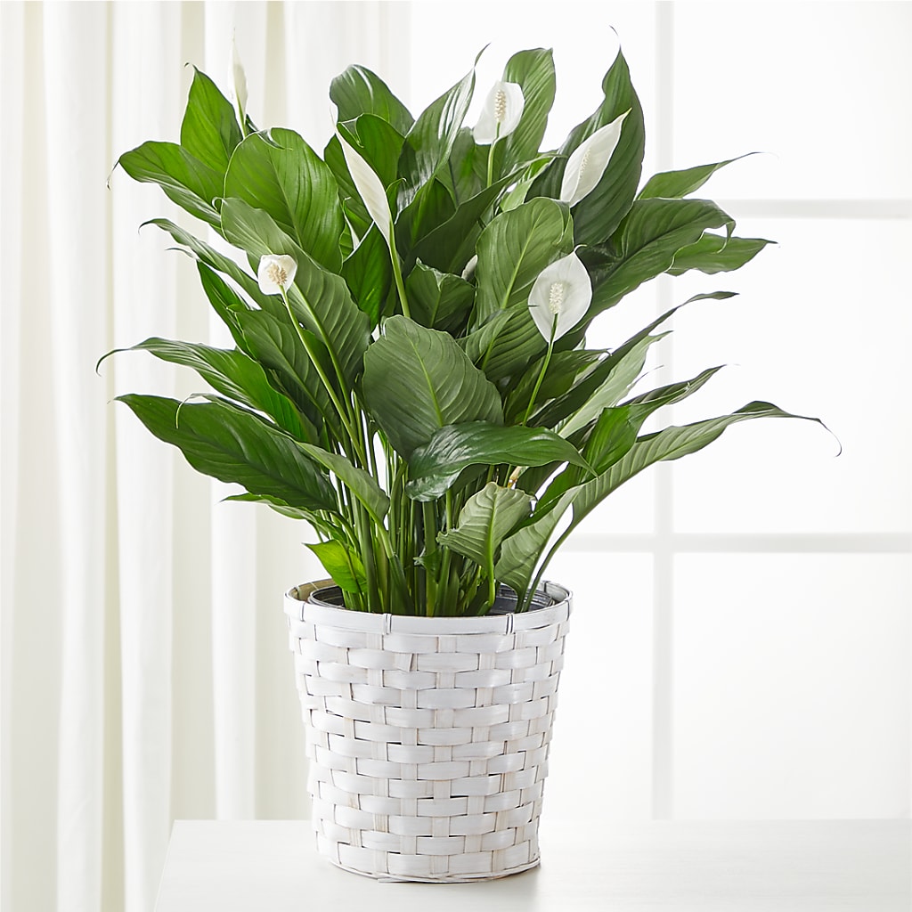 A New Leaf Peace Lily – FLOWERS & GIFTS BY ROBERTS, Pinetops NC