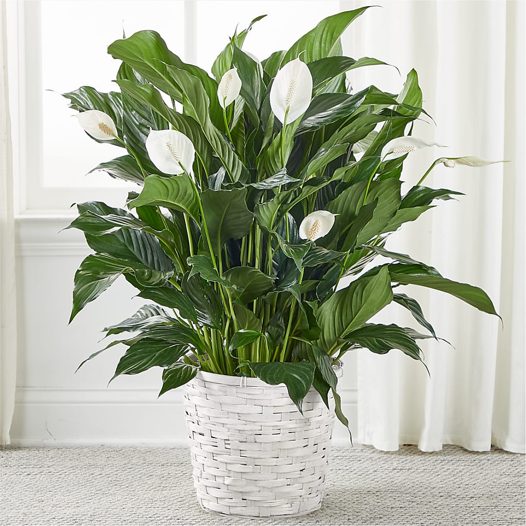A New Leaf Peace Lily – FLOWERS & GIFTS BY ROBERTS, Pinetops NC