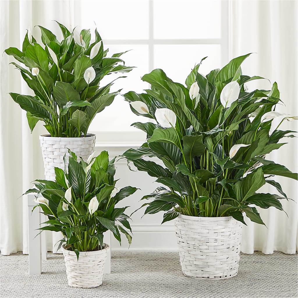 A New Leaf Peace Lily – FLOWERS & GIFTS BY ROBERTS, Pinetops NC