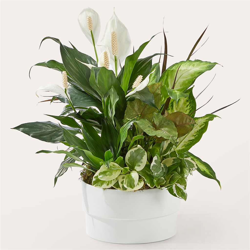 Radiating Positivity Dishgarden – FLOWERS & GIFTS BY ROBERTS, Pinetops NC