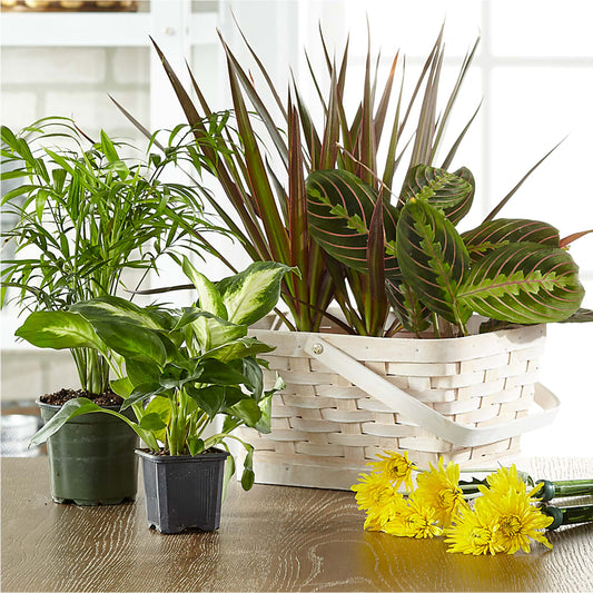 Florist Designed Blooming and Green Plants in a Basket – FLOWERS & GIFTS BY ROBERTS, Pinetops NC