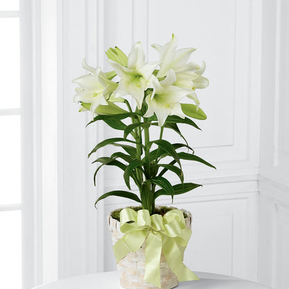 Easter Lily Plant – FLOWERS & GIFTS BY ROBERTS, Pinetops NC