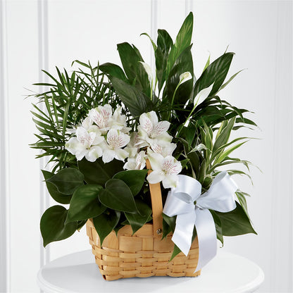 Peace & Serenity Dishgarden – FLOWERS & GIFTS BY ROBERTS, Pinetops NC