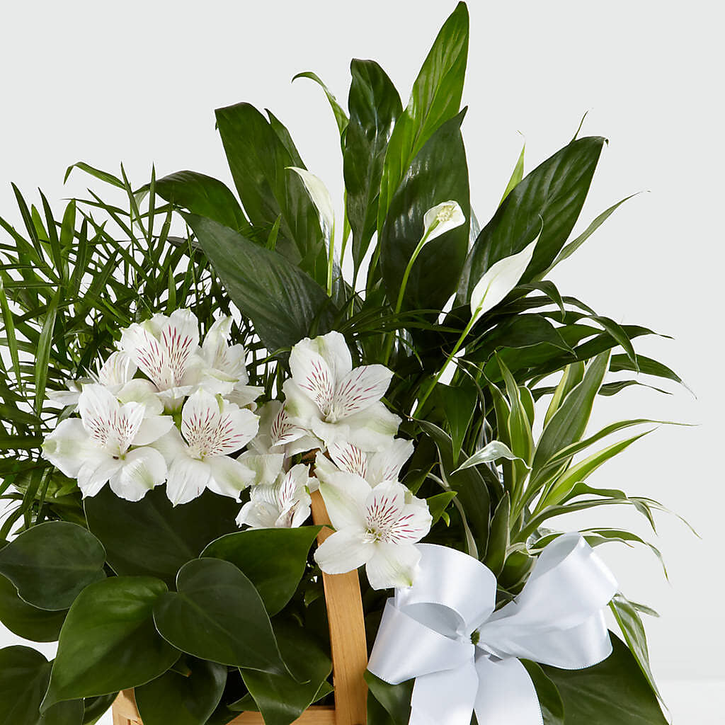 Peace & Serenity Dishgarden – FLOWERS & GIFTS BY ROBERTS, Pinetops NC