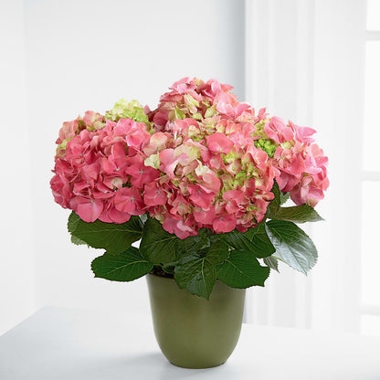 Pink Hydrangea Planter – FLOWERS & GIFTS BY ROBERTS, Pinetops NC