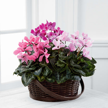Mixed Cyclamen Planter – FLOWERS & GIFTS BY ROBERTS, Pinetops NC