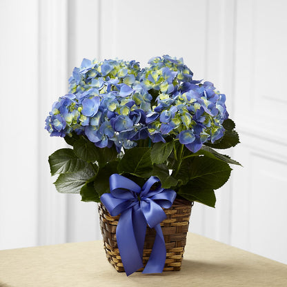 Blue Hydrangea Planter – FLOWERS & GIFTS BY ROBERTS, Pinetops NC