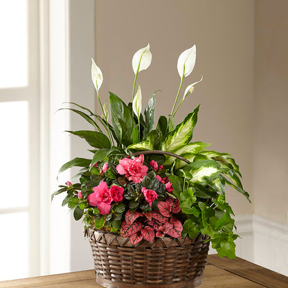 Dream in Pink Dishgarden – FLOWERS & GIFTS BY ROBERTS, Pinetops NC