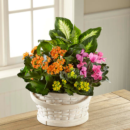 Color Crush Dishgarden – FLOWERS & GIFTS BY ROBERTS, Pinetops NC
