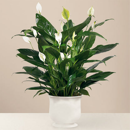Comfort Planter – FLOWERS & GIFTS BY ROBERTS, Pinetops NC