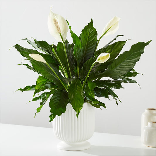 Comfort Planter – FLOWERS & GIFTS BY ROBERTS, Pinetops NC