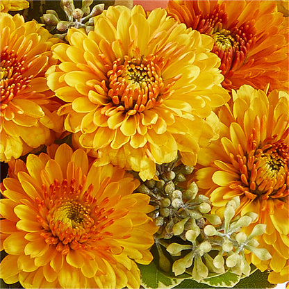 Peachy Pumpkin – FLOWERS & GIFTS BY ROBERTS, Pinetops NC