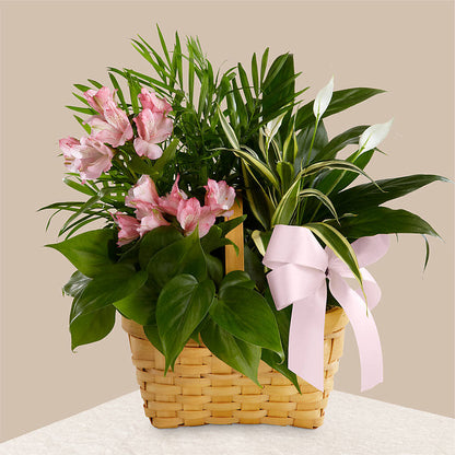 Living Spirit Dishgarden – FLOWERS & GIFTS BY ROBERTS, Pinetops NC