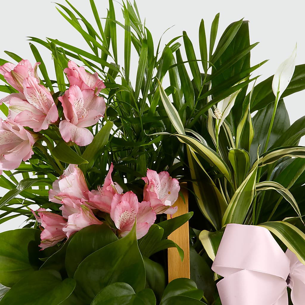 Living Spirit Dishgarden – FLOWERS & GIFTS BY ROBERTS, Pinetops NC