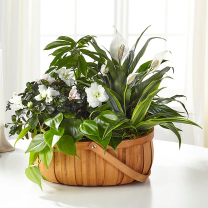 Serene Dishgarden – FLOWERS & GIFTS BY ROBERTS, Pinetops NC