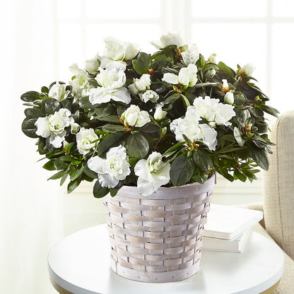 White Azalea Plant – FLOWERS & GIFTS BY ROBERTS, Pinetops NC
