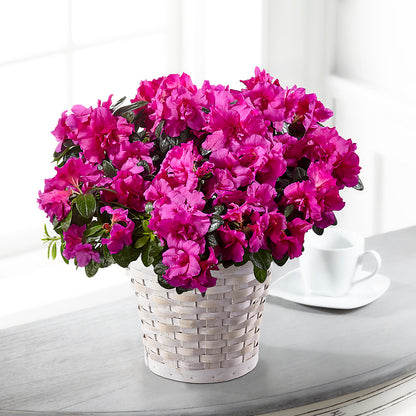Hope & Serenity Azalea Plant – FLOWERS & GIFTS BY ROBERTS, Pinetops NC