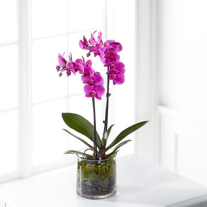 Pink Orchid Plant – FLOWERS & GIFTS BY ROBERTS, Pinetops NC