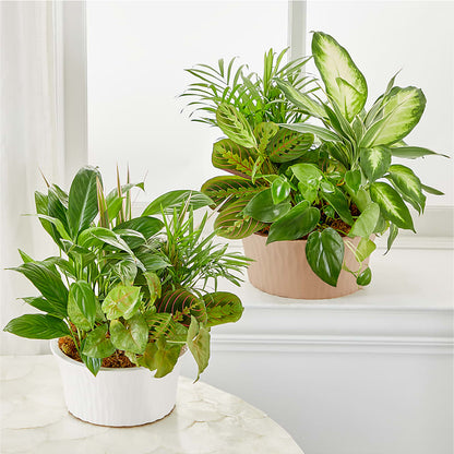 Balance & Harmony Dishgarden – FLOWERS & GIFTS BY ROBERTS, Pinetops NC