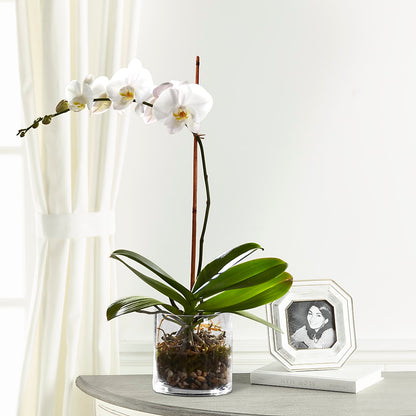 White Orchid Planter – FLOWERS & GIFTS BY ROBERTS, Pinetops NC