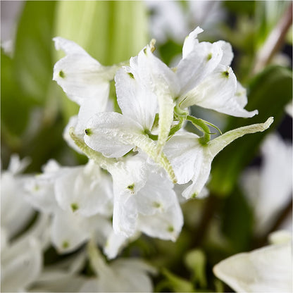 Classic Ivory – A Florist Original – FLOWERS & GIFTS BY ROBERTS, Pinetops NC
